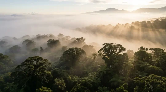 Vue aérienne de la forêt de Bélouve avec sa canopée dense de tamarins et de fougères arborescentes dans la brume matinale