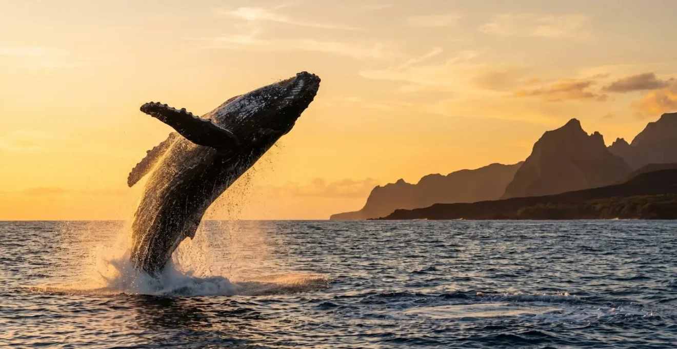 Baleine à bosse sautant hors de l'eau au large de la côte ouest de La Réunion sous la lumière dorée de septembre