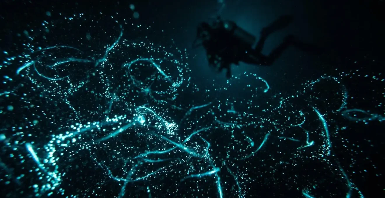 Plongée de nuit avec phénomène de bioluminescence dans l'océan Indien