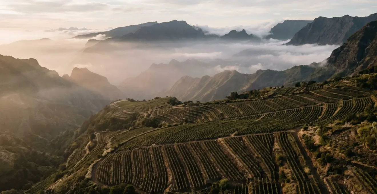 Vue aérienne des vignobles en terrasses de Cilaos enveloppés dans la brume matinale, avec les montagnes volcaniques en arrière-plan